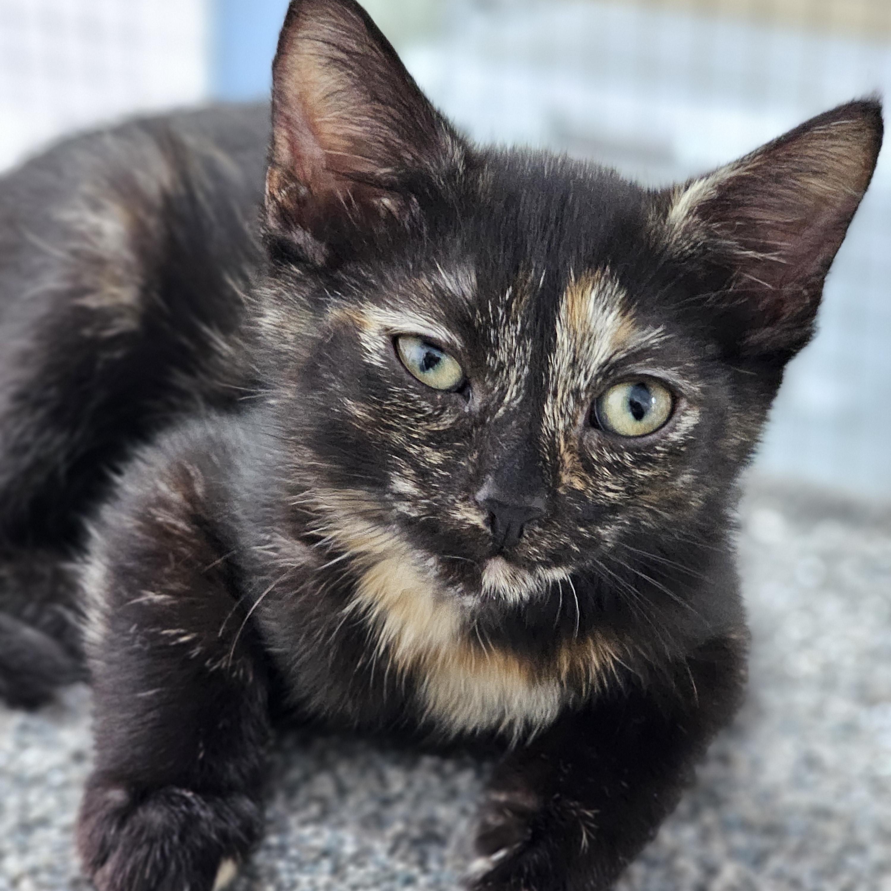 Enlarge Clover, a Adoptable Domestic Short Hair in Toledo, OH image 1/2