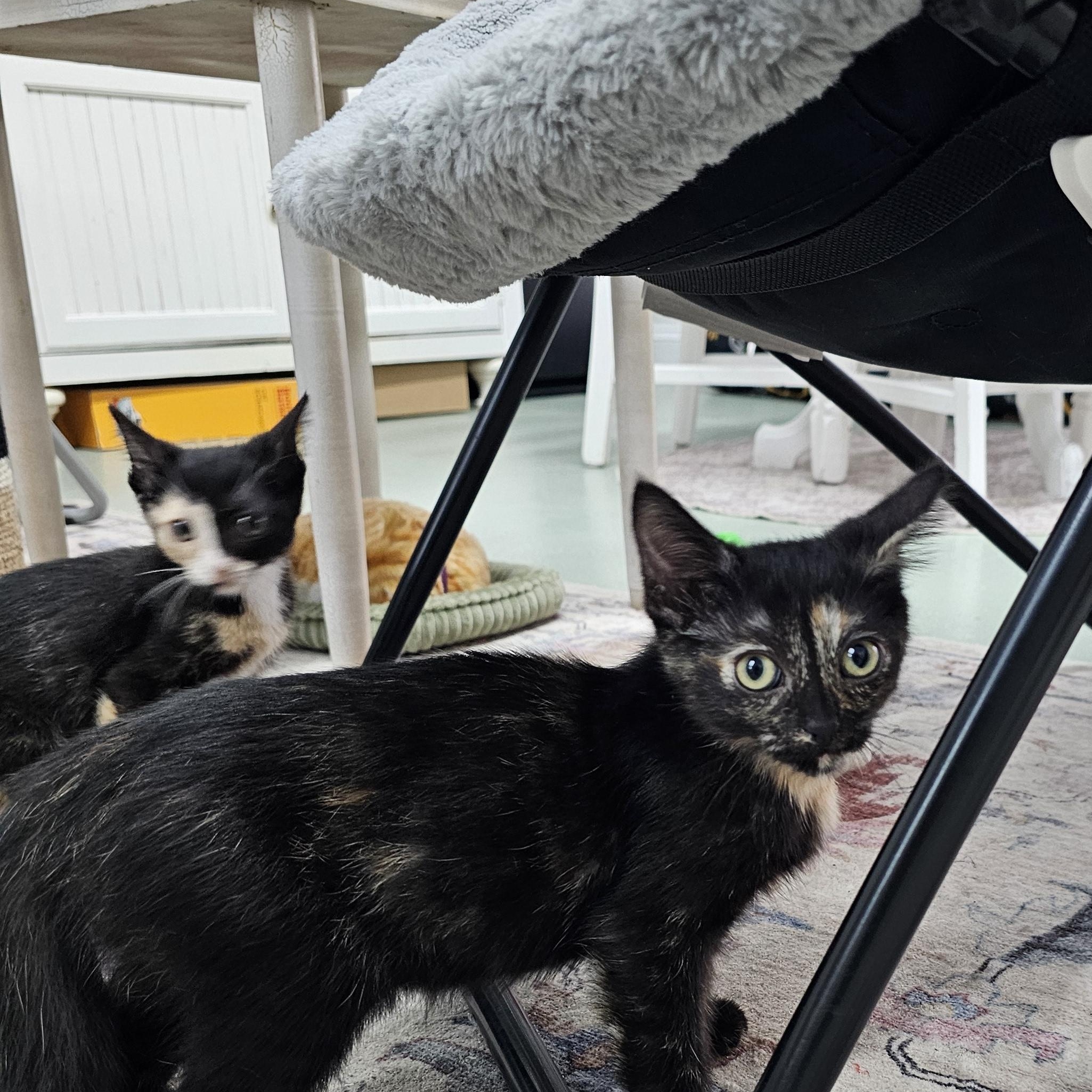 Enlarge Clover, a Adoptable Domestic Short Hair in Toledo, OH image 2/2