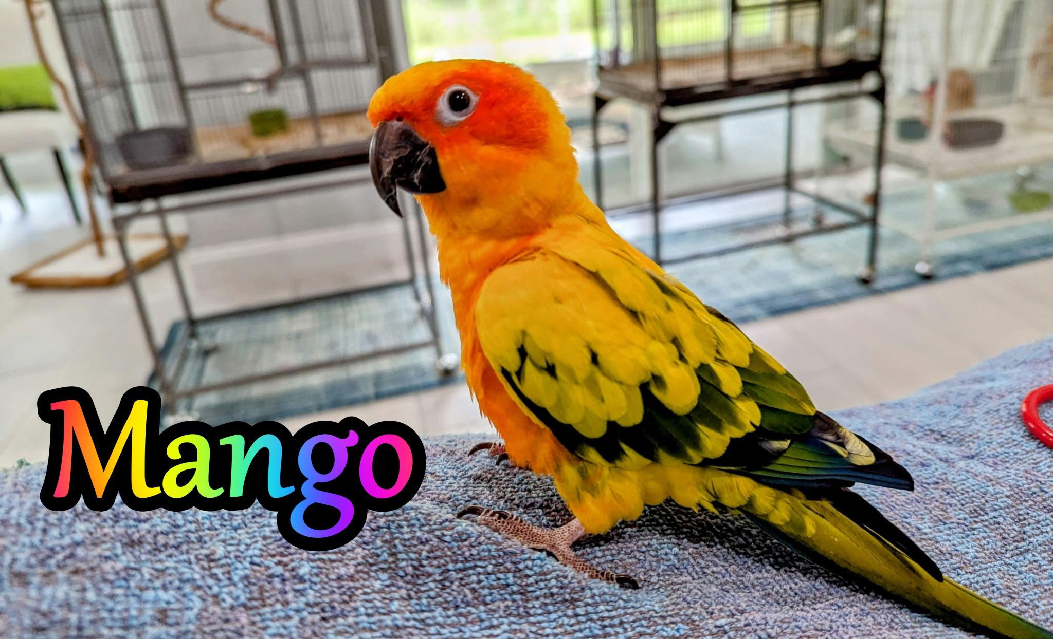 Mango, Adult Male unknown
