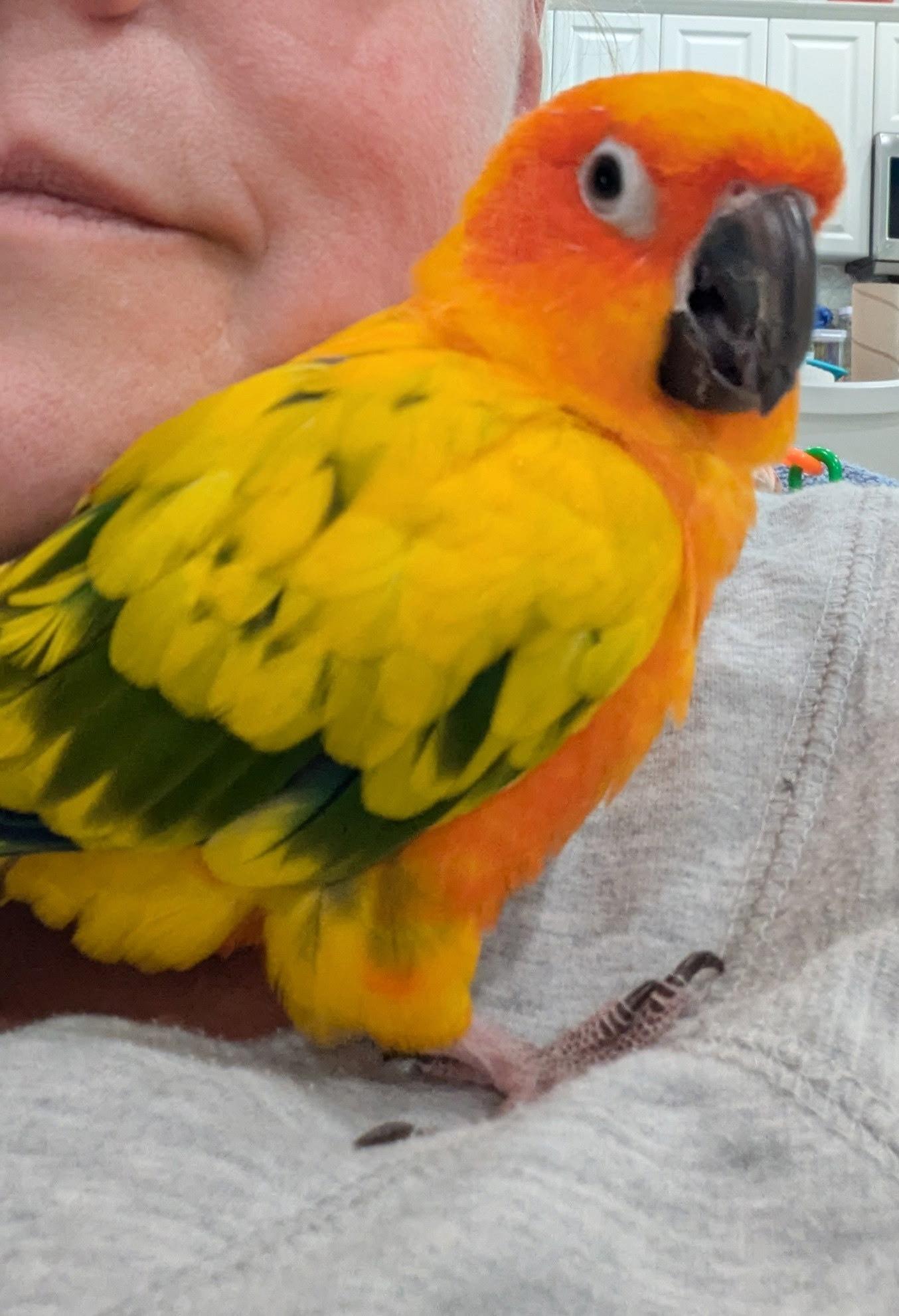 Enlarge Mango, a Adoptable Conure in Summerfield, FL image 2/2