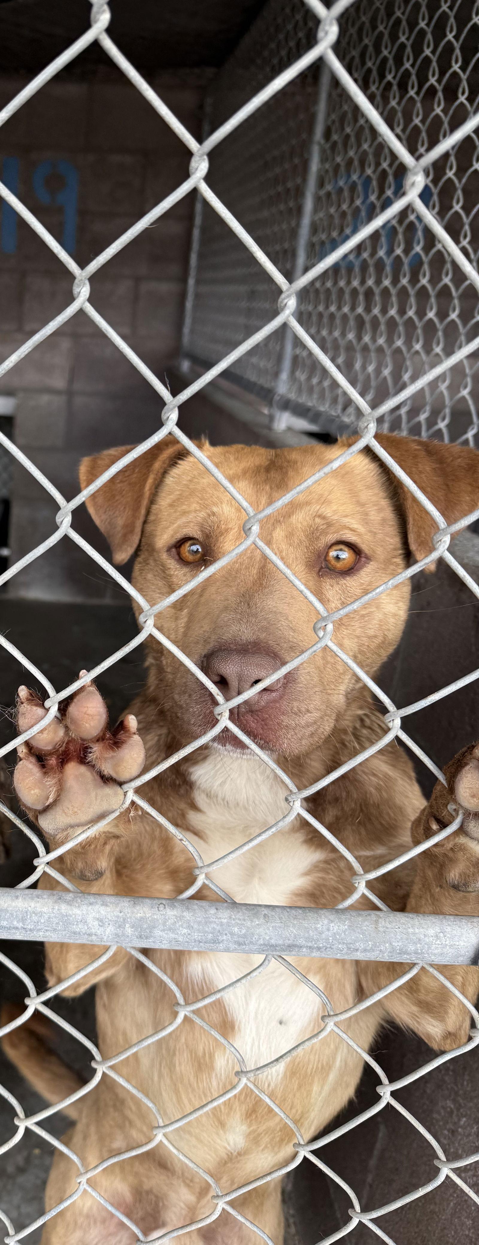 Cheese, Adoptable, Adult Male Pit Bull Terrier.