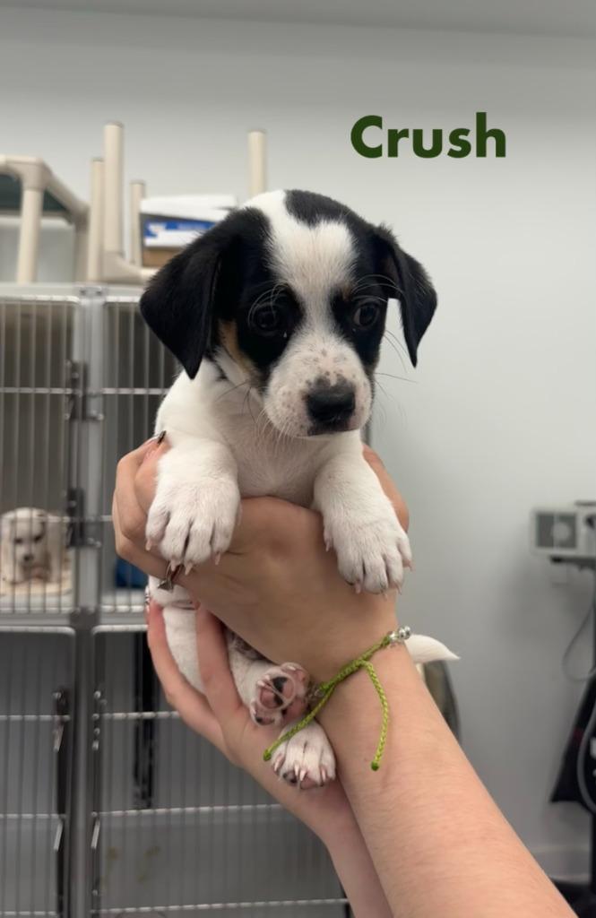 Crush, Adopted, Puppy Male Hound.