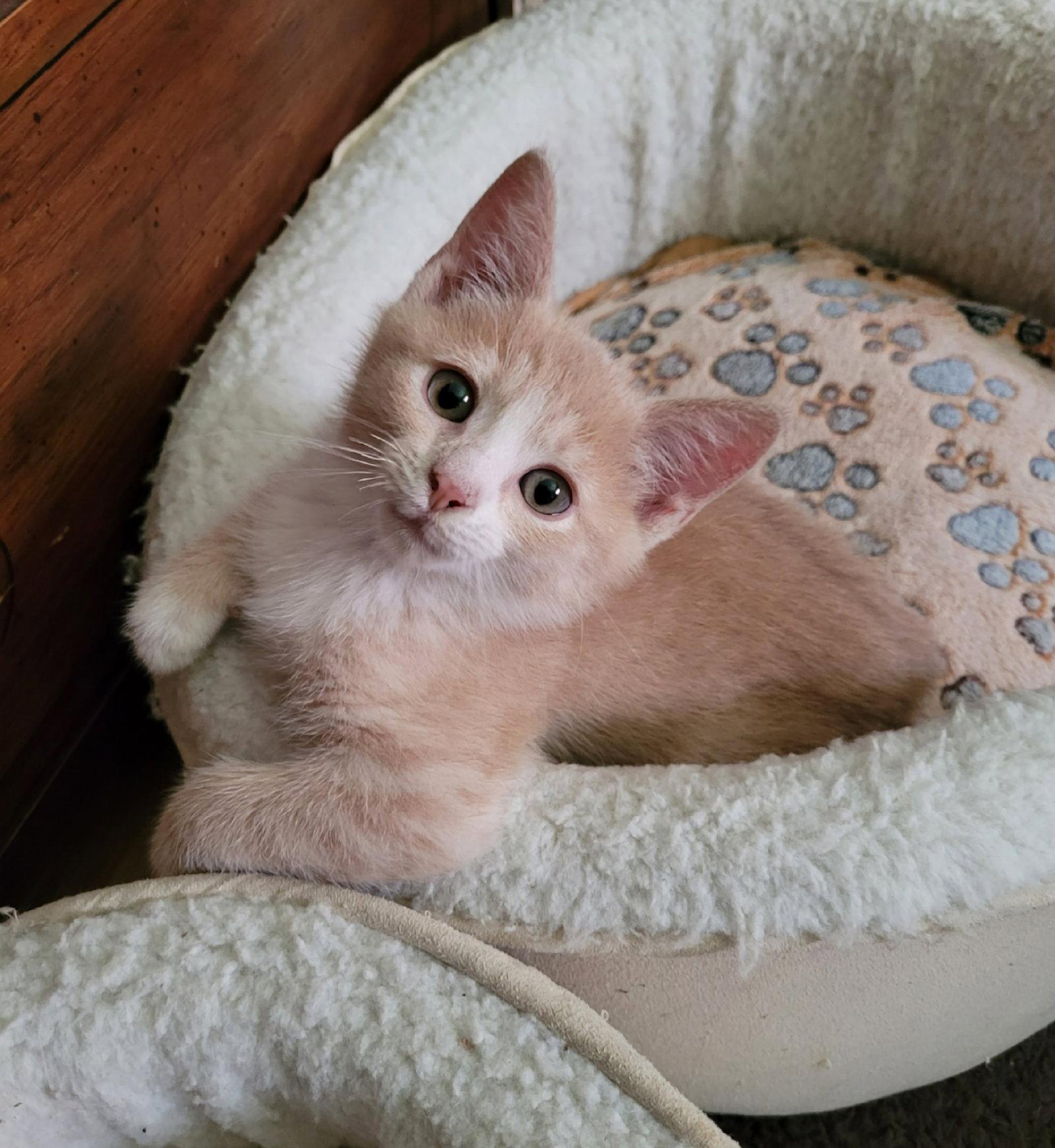 Reggie, Adopted, Kitten Male Domestic Short Hair.