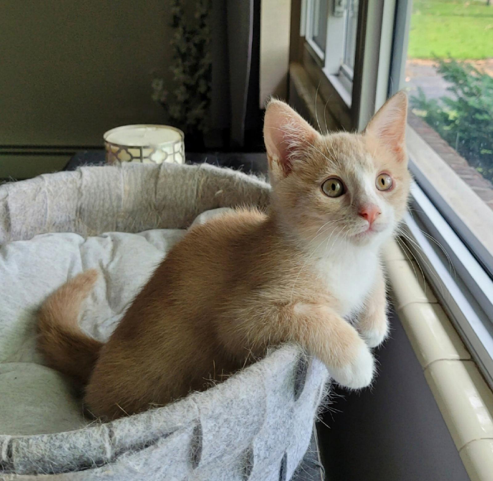 Enlarge Reggie, a Adopted Domestic Short Hair in Whitehall, PA image 2/3
