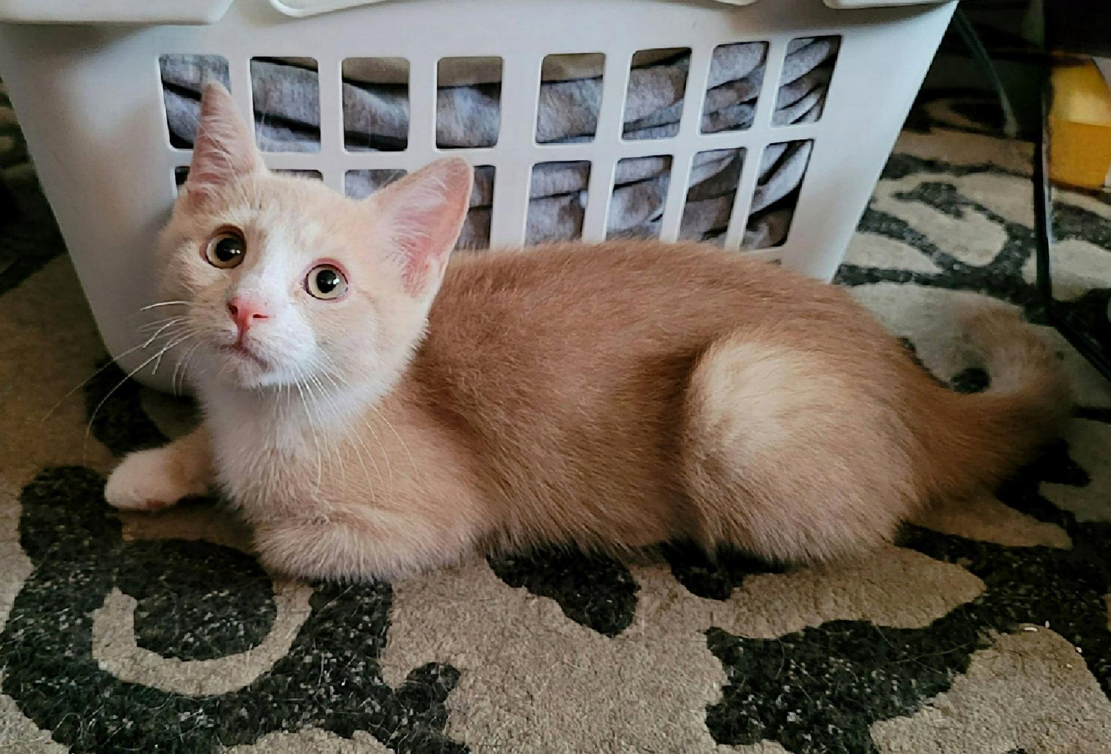 Enlarge Reggie, a Adopted Domestic Short Hair in Whitehall, PA image 3/3