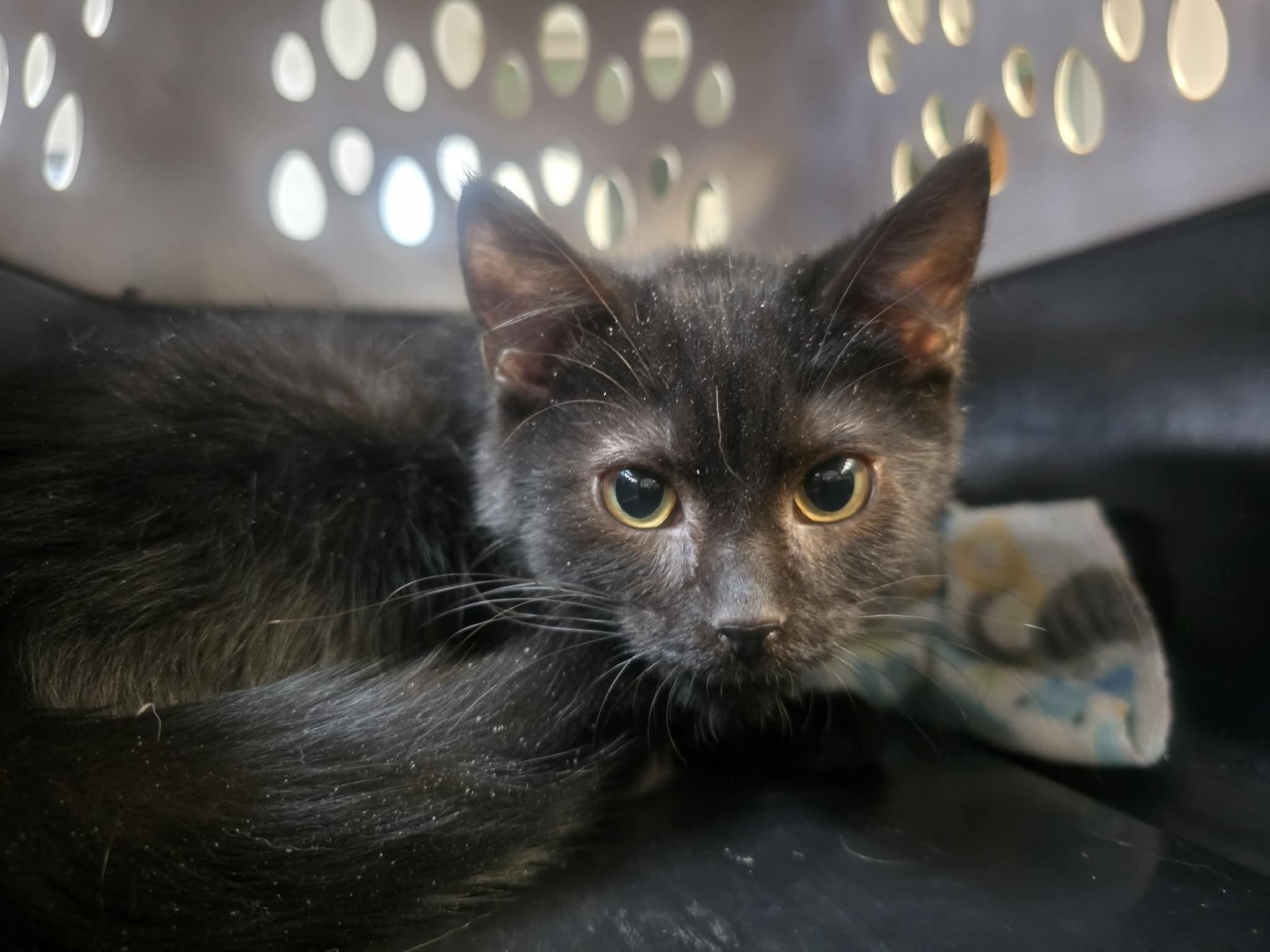 Brooks & Dunn, ADOPTABLE, Kitten Male Domestic Short Hair.