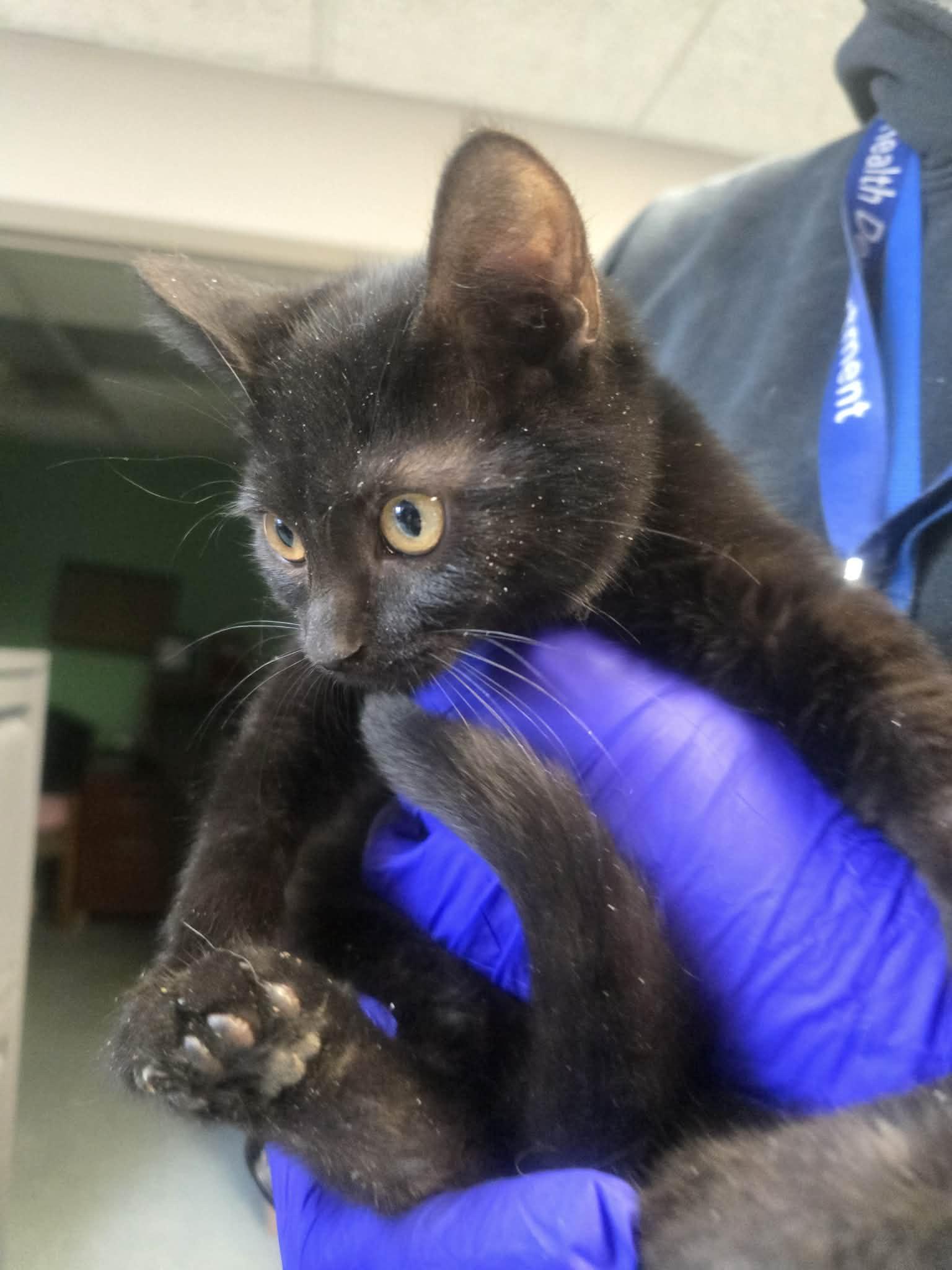 Brooks & Dunn, a ADOPTABLE Domestic Short Hair image 2/2