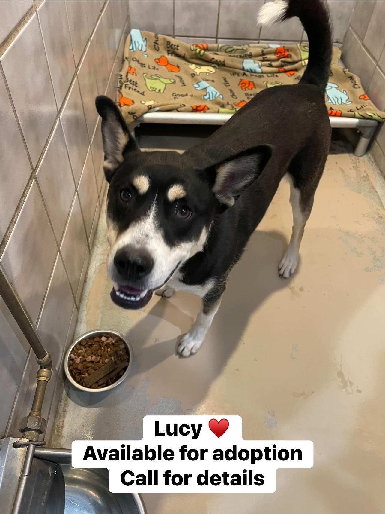 LUCY, ADOPTABLE, Young Female Husky & Labrador Retriever.