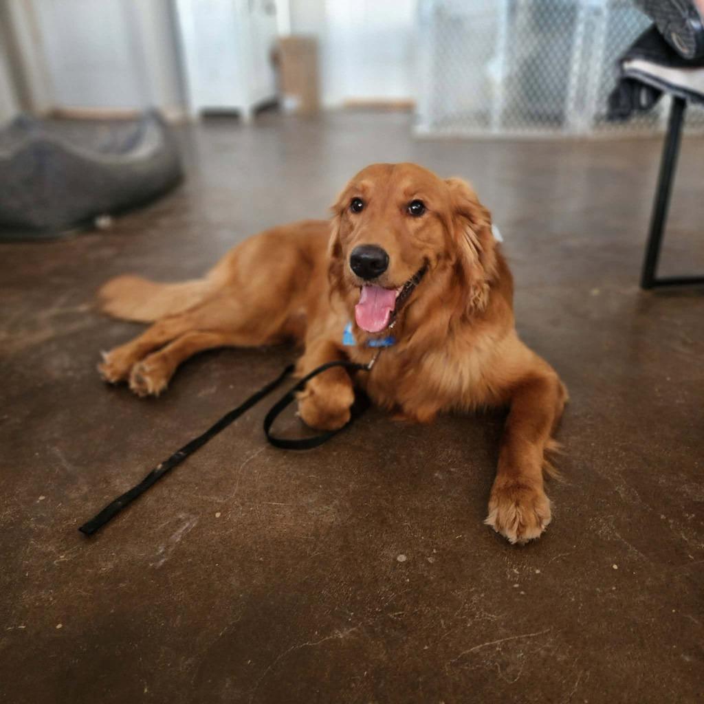 Enlarge Theodore, a Adoptable Golden Retriever in Mesa, AZ image 1/3