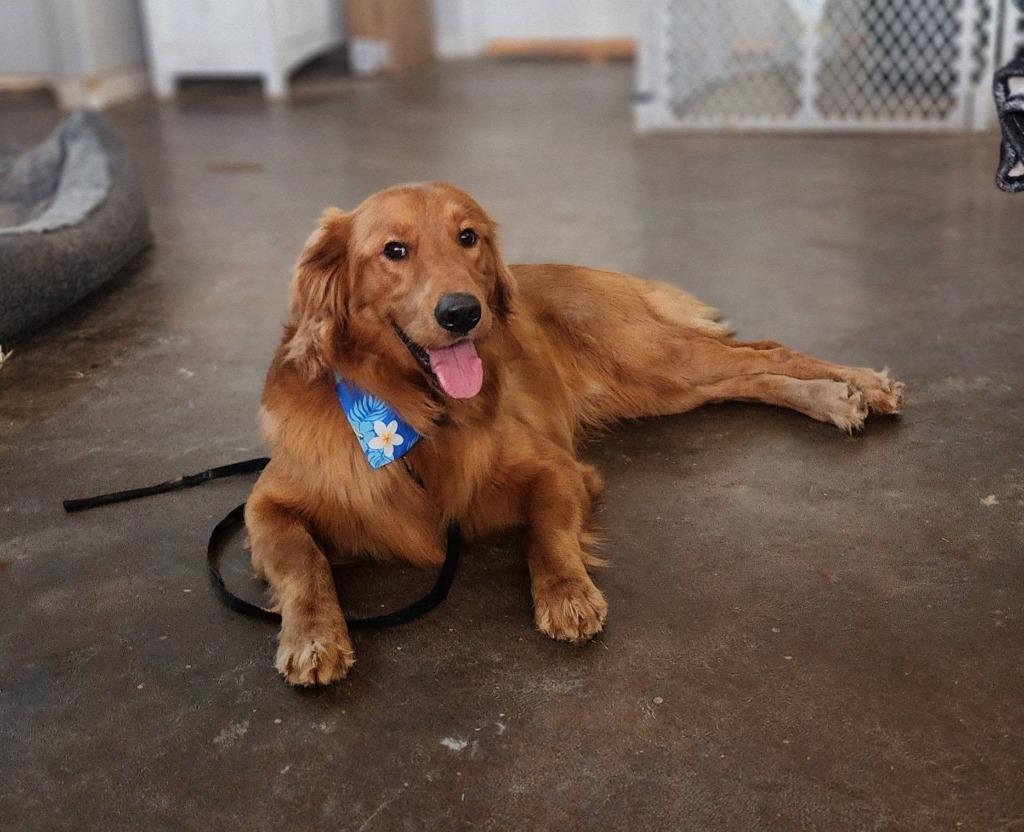 Enlarge Theodore, a Adoptable Golden Retriever in Mesa, AZ image 2/3