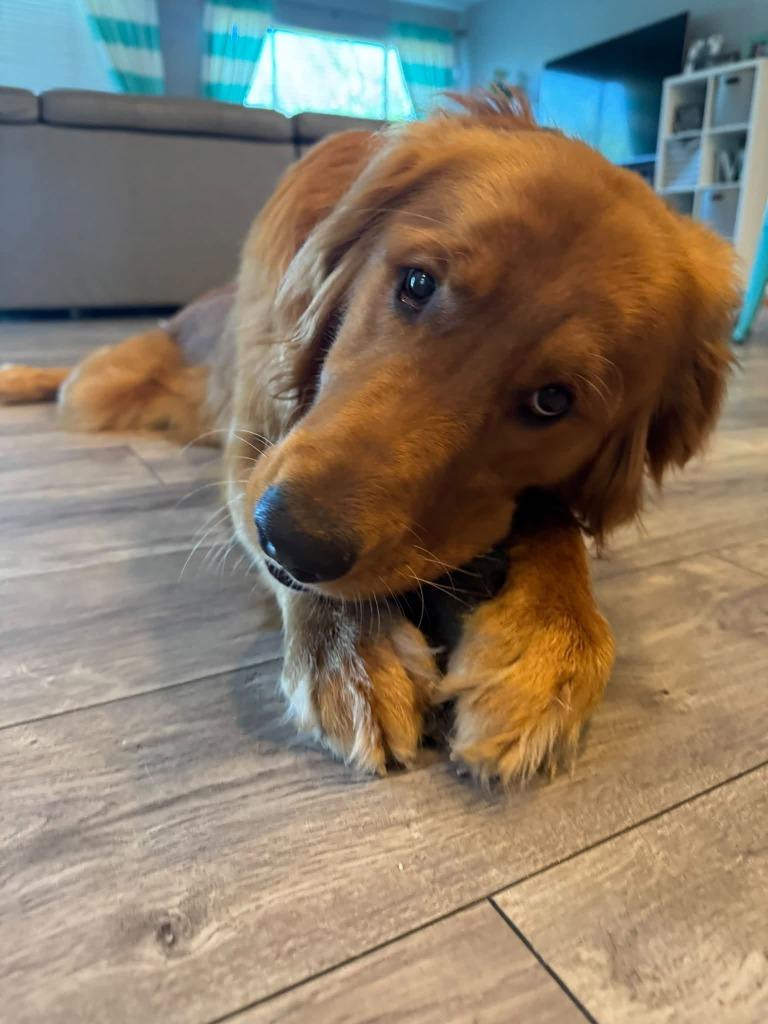 Enlarge Theodore, a Adoptable Golden Retriever in Mesa, AZ image 3/3