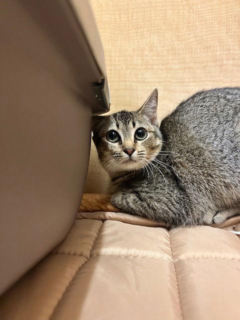 Veronica, Adoptable, Young Female Domestic Short Hair.