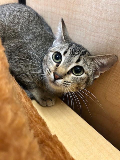 Enlarge Veronica, a Adoptable Domestic Short Hair in Rowlett, TX image 2/2