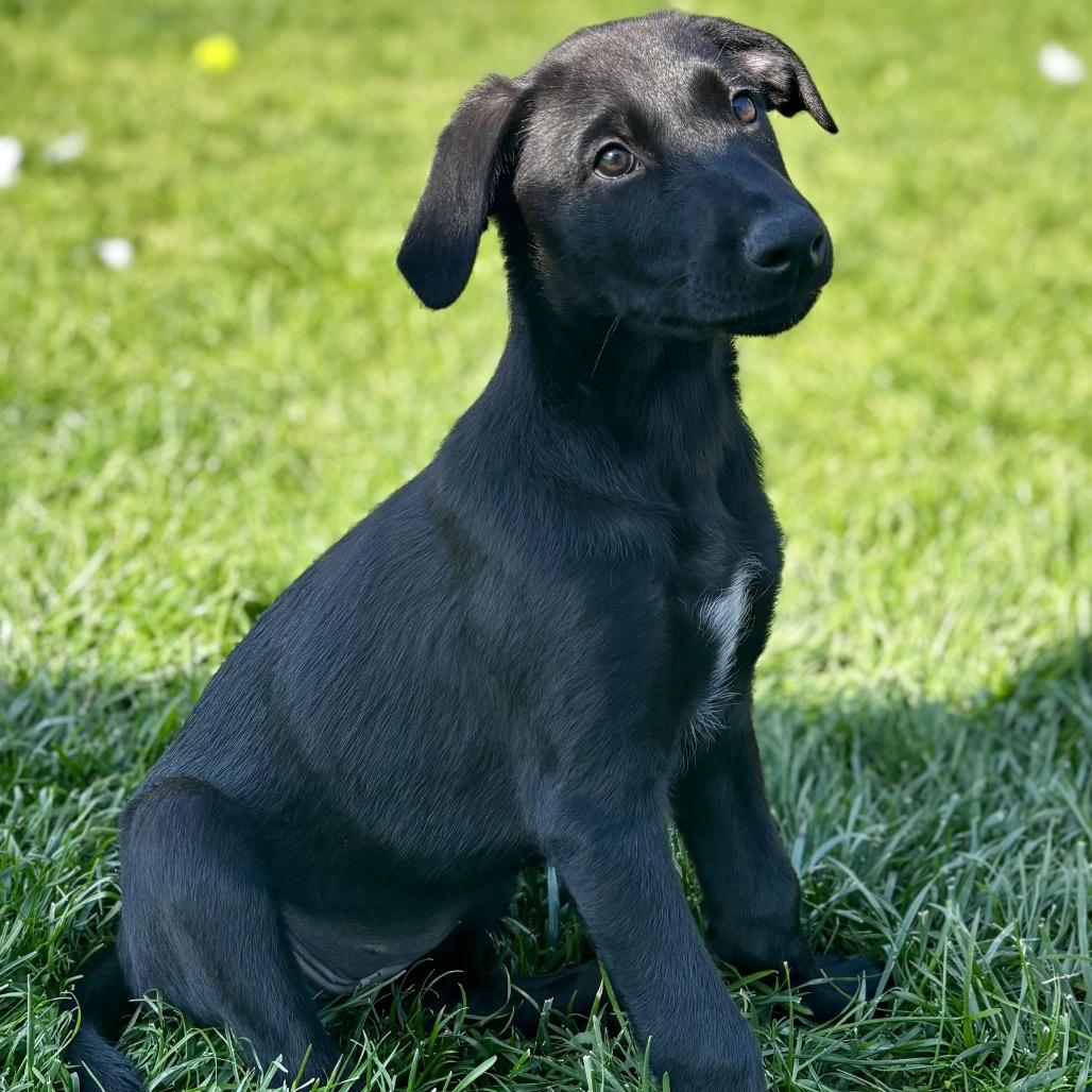 Enlarge Violet, a Adoptable Doberman Pinscher in West Richland, WA image 1/4