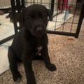 Enlarge Violet, a Adoptable Doberman Pinscher in West Richland, WA image 2/4