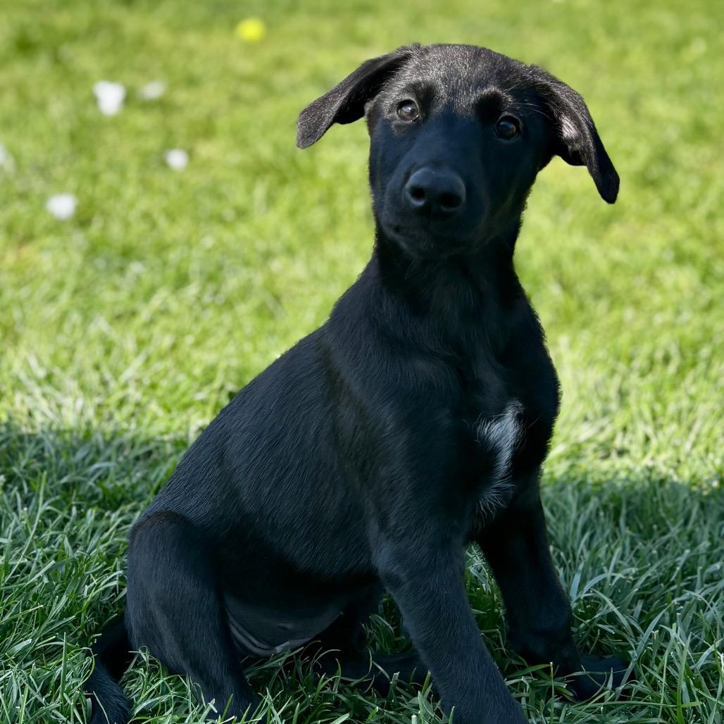 Enlarge Violet, a Adoptable Doberman Pinscher in West Richland, WA image 3/4