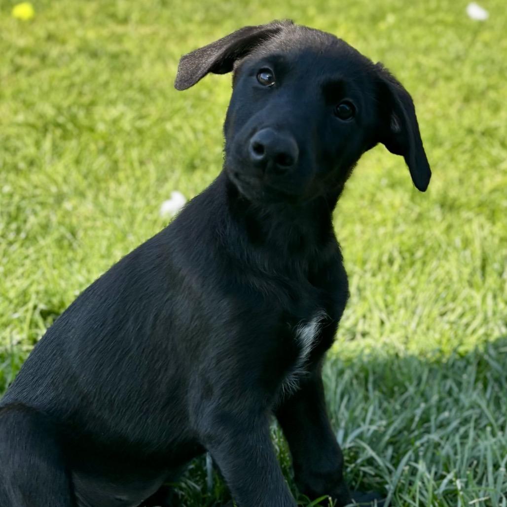 Enlarge Violet, a Adoptable Doberman Pinscher in West Richland, WA image 4/4