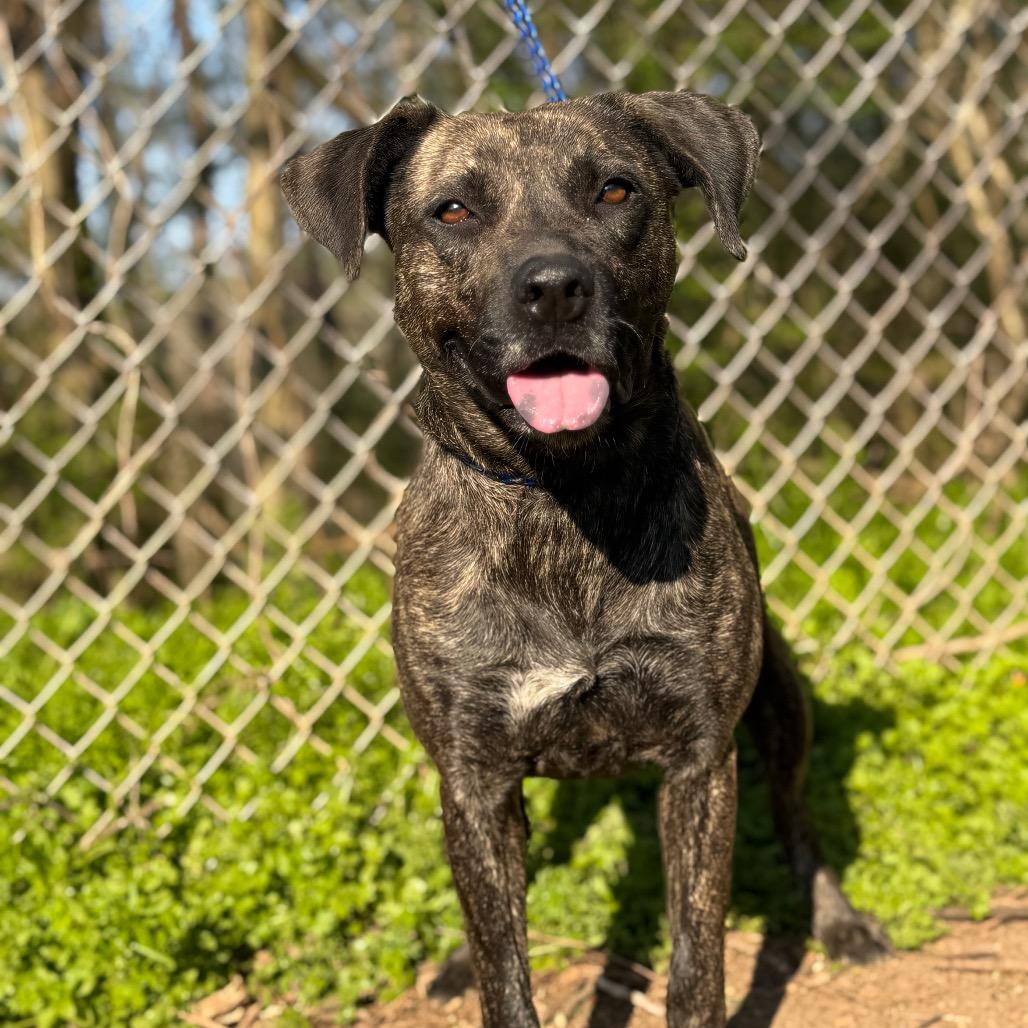 Terra, Adoptable, Adult Female Mixed Breed.