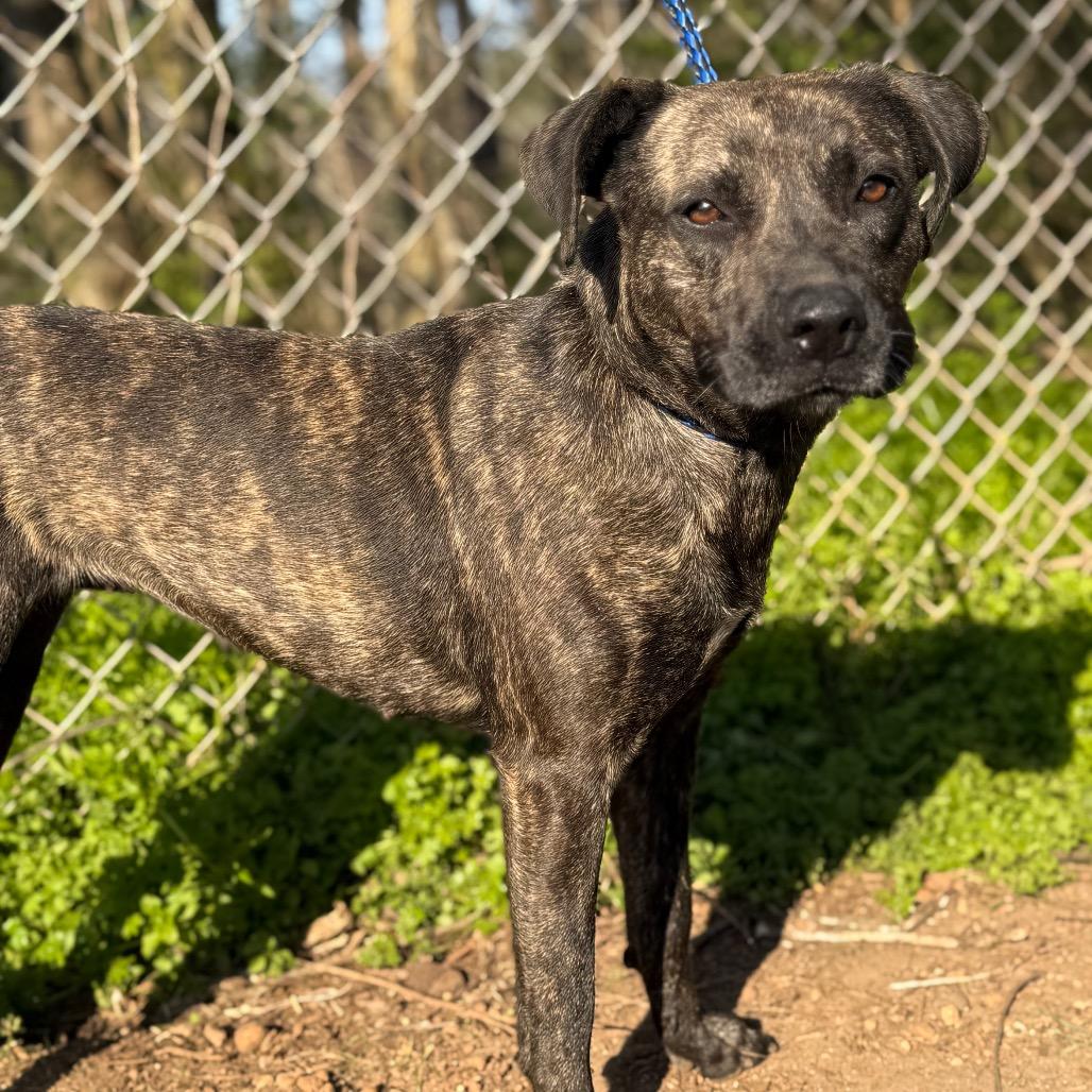Enlarge Terra, a Adoptable mixed breed in Monroeville, AL image 2/3