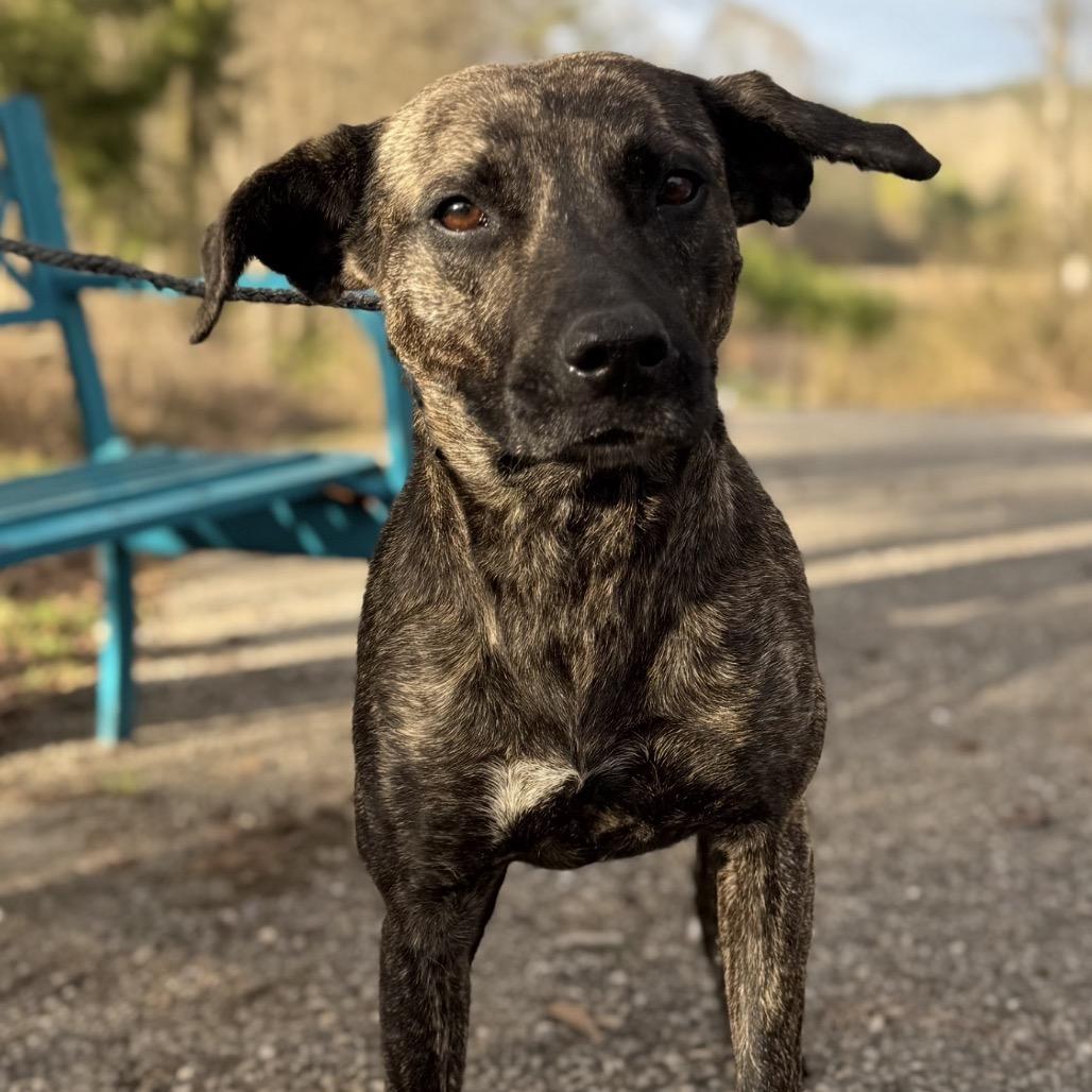 Terra, Adoptable, Adult Female Mixed Breed.