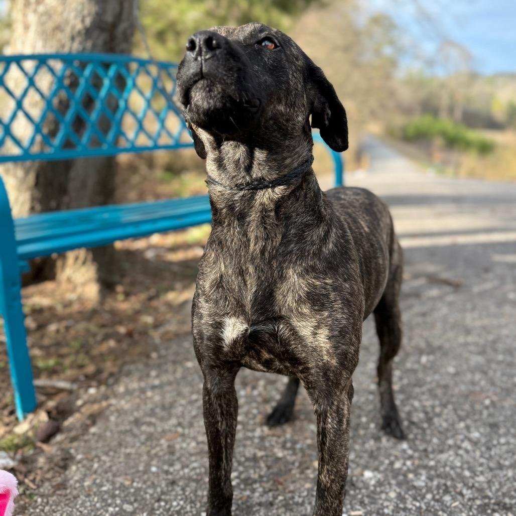 Terra, a Adoptable mixed breed in Monroeville, AL image 2/6