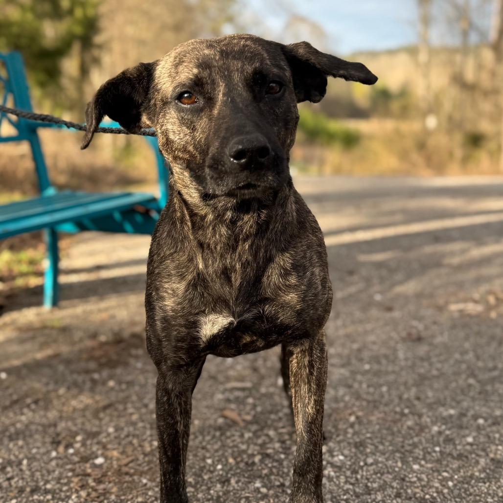 Terra, a Adoptable mixed breed in Monroeville, AL image 3/6