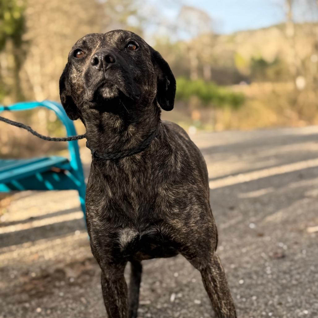 Terra, a Adoptable mixed breed in Monroeville, AL image 4/6