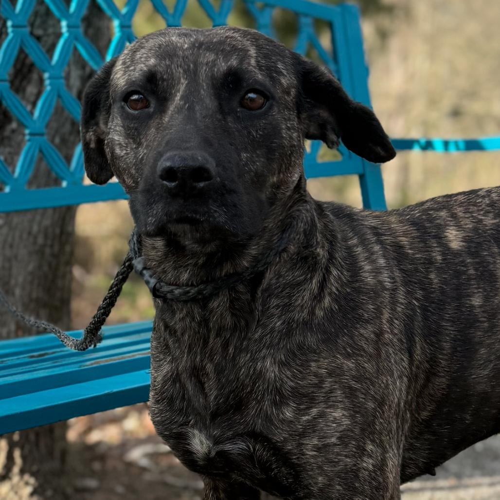 Terra, a Adoptable mixed breed in Monroeville, AL image 5/6