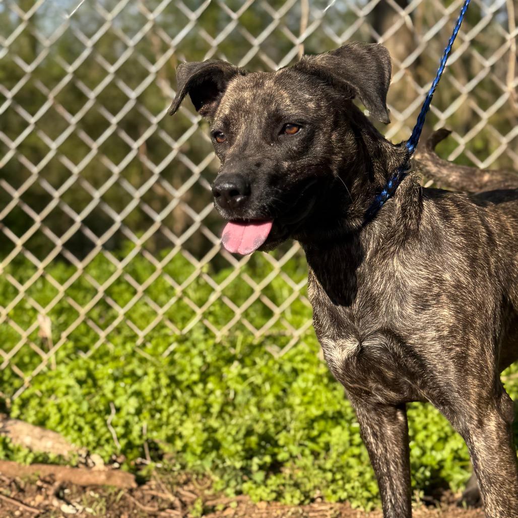Enlarge Terra, a Adoptable mixed breed in Monroeville, AL image 3/3