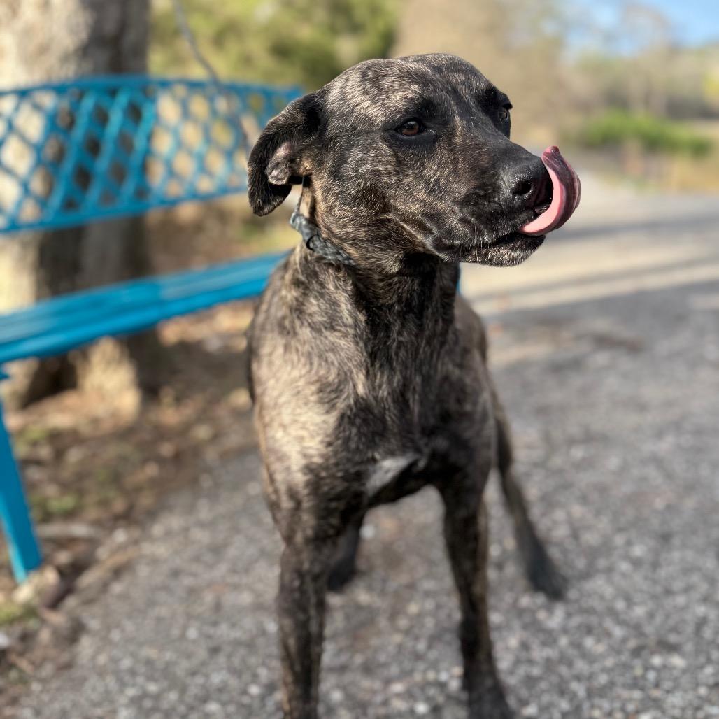 Terra, a Adoptable mixed breed in Monroeville, AL image 6/6