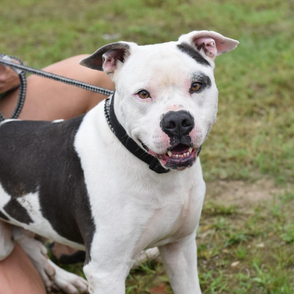 Kane, a Adoptable mixed breed in Rochester, NY image 4/5