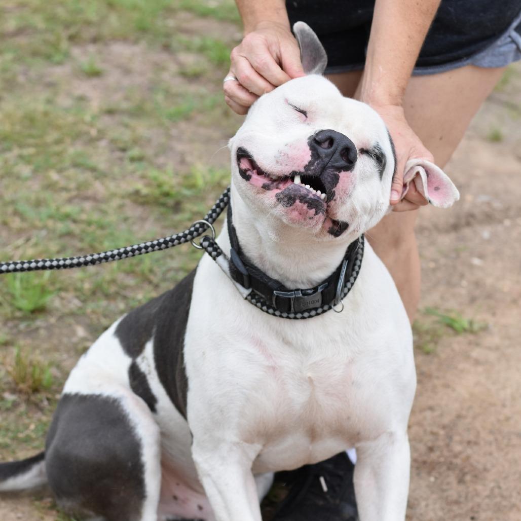 Kane, a Adoptable mixed breed in Rochester, NY image 1/5