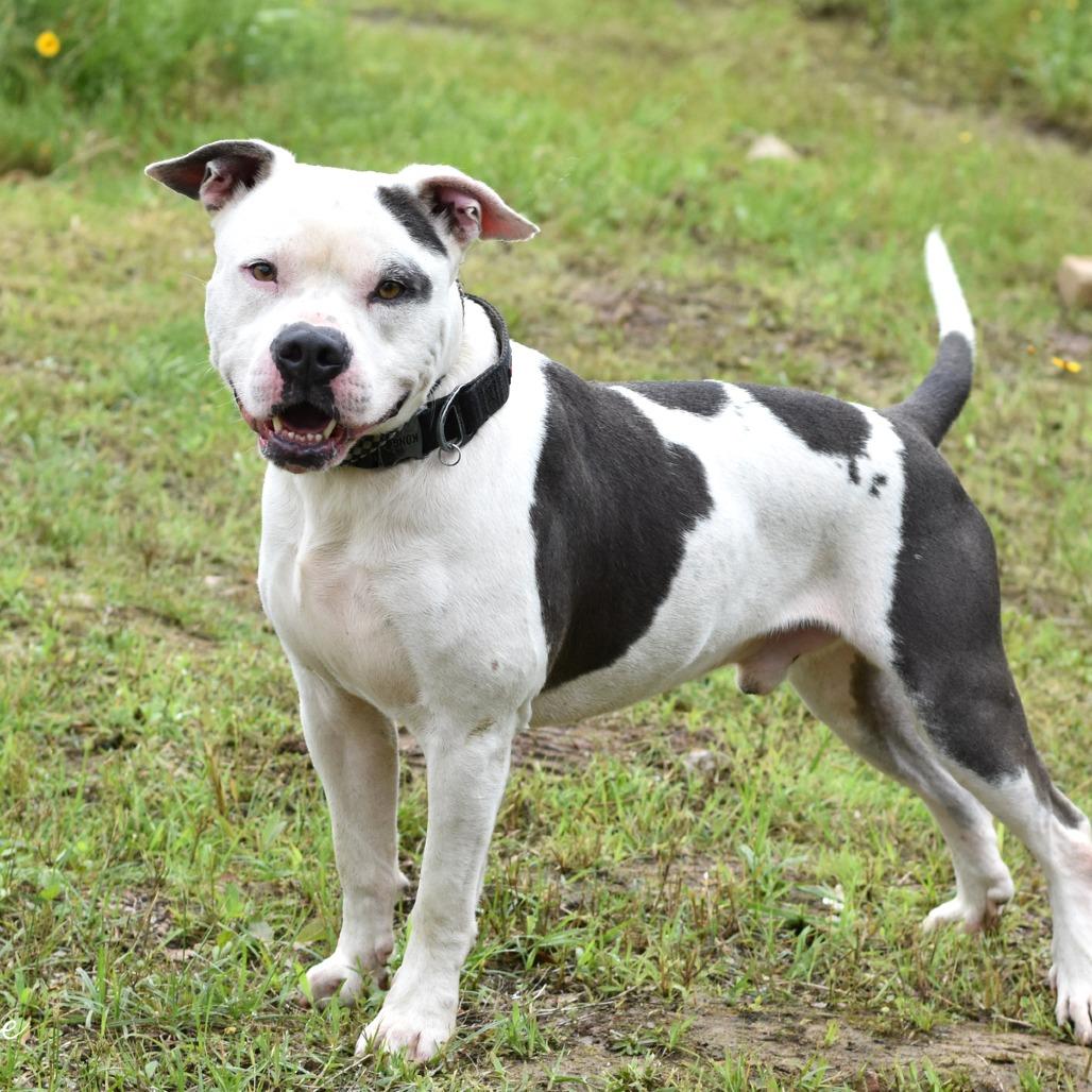 Kane, a Adoptable mixed breed in Rochester, NY image 3/5