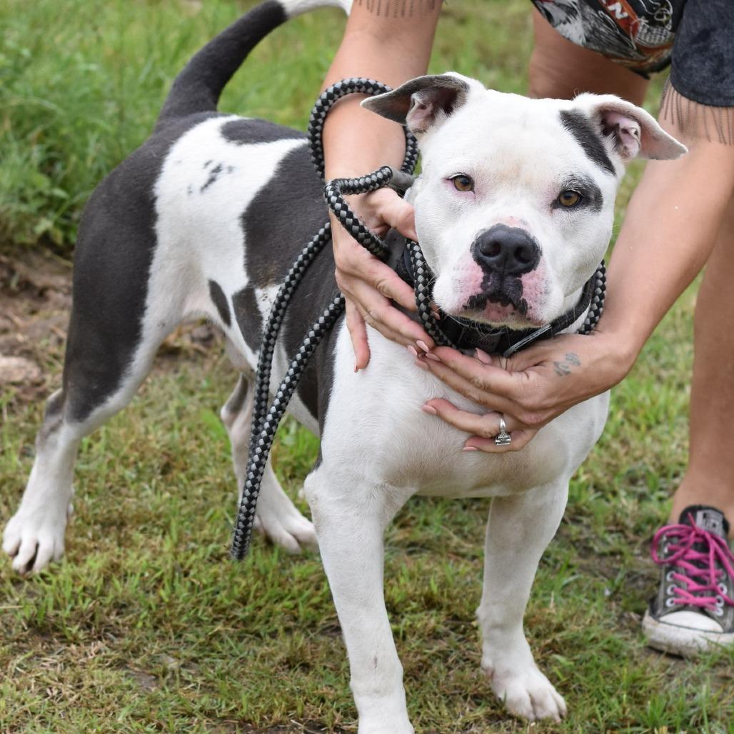 Kane, a Adoptable mixed breed in Rochester, NY image 2/5