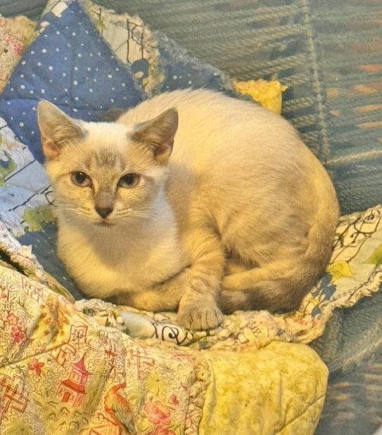 Absolutely Not, Adoptable, Kitten Female Siamese & Domestic Short Hair.