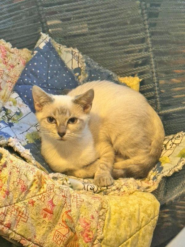 Enlarge Absolutely Not, a Adoptable mixed breed in Pineville, LA image 2/2