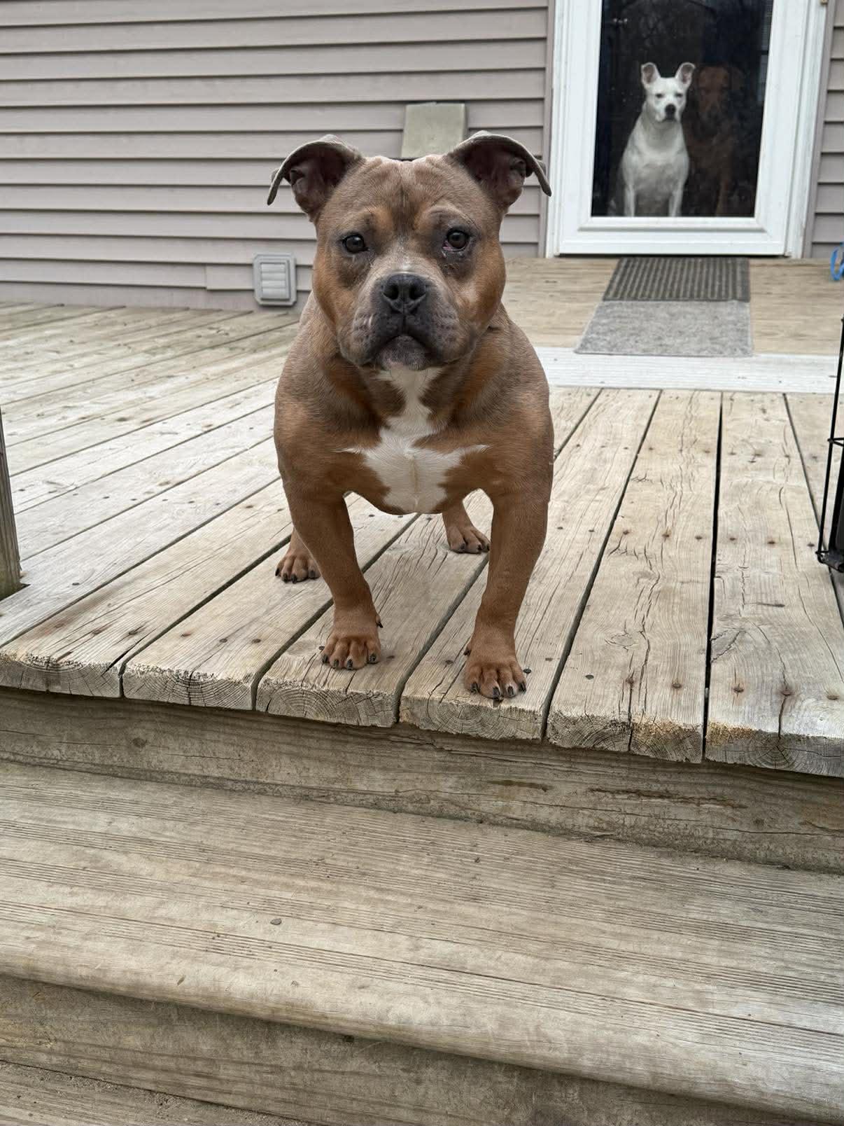 Brennan, a ADOPTABLE mixed breed in Pleasant Ridge, MI image 2/6