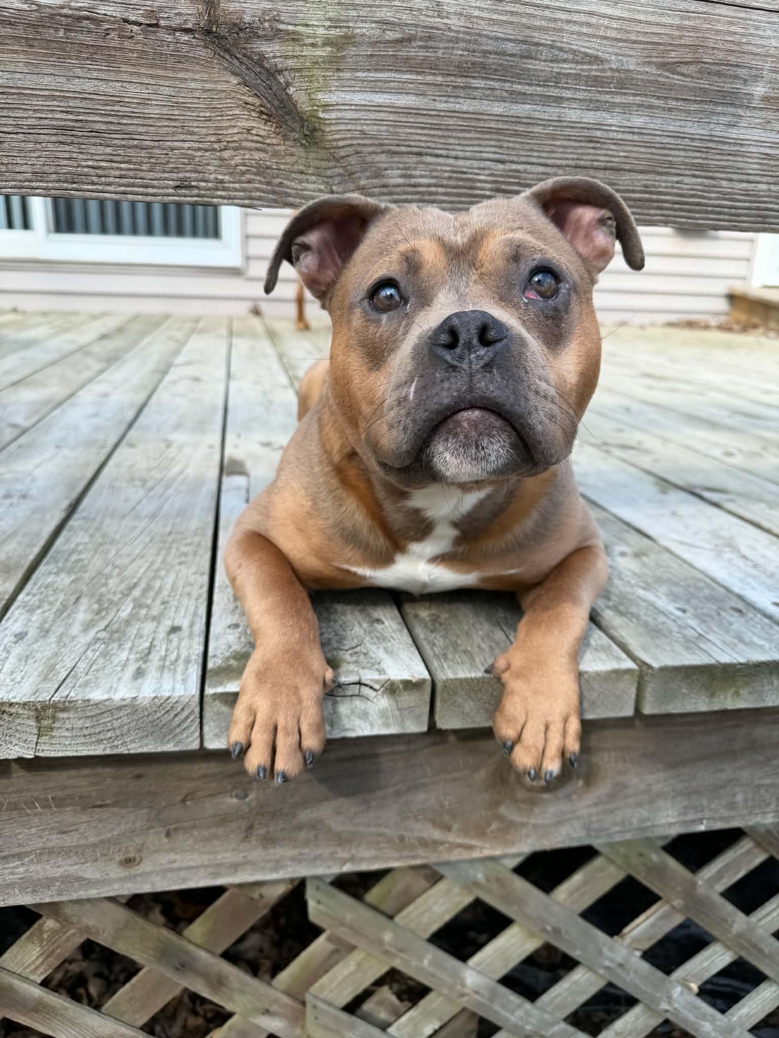 Brennan, a ADOPTABLE mixed breed in Pleasant Ridge, MI image 1/6