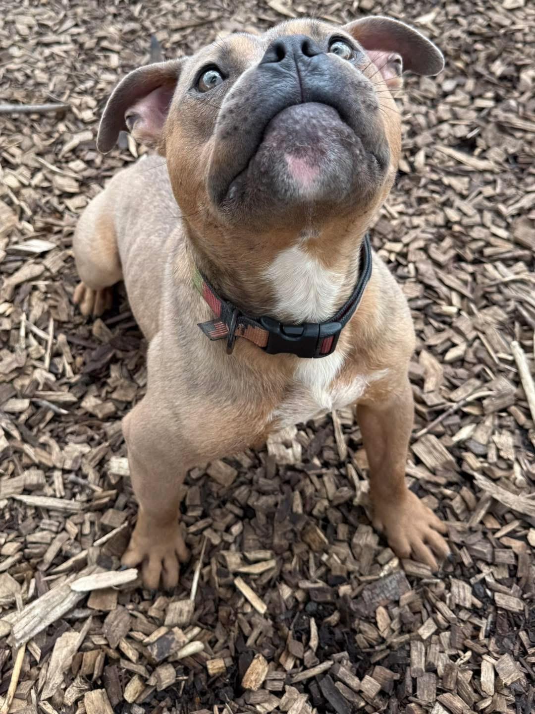 Enlarge Brennan, a ADOPTABLE mixed breed in Pleasant Ridge, MI image 6/6