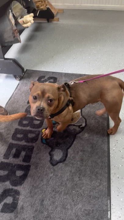 Enlarge Brennan, a ADOPTABLE mixed breed in Pleasant Ridge, MI video 6/6