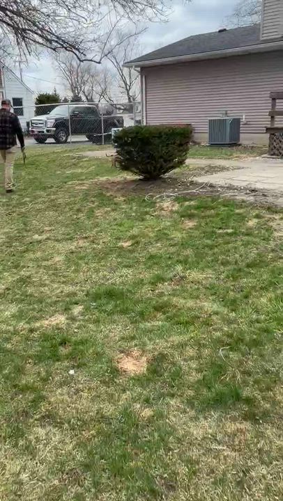 Enlarge Brennan, a ADOPTABLE mixed breed in Pleasant Ridge, MI video 4/6