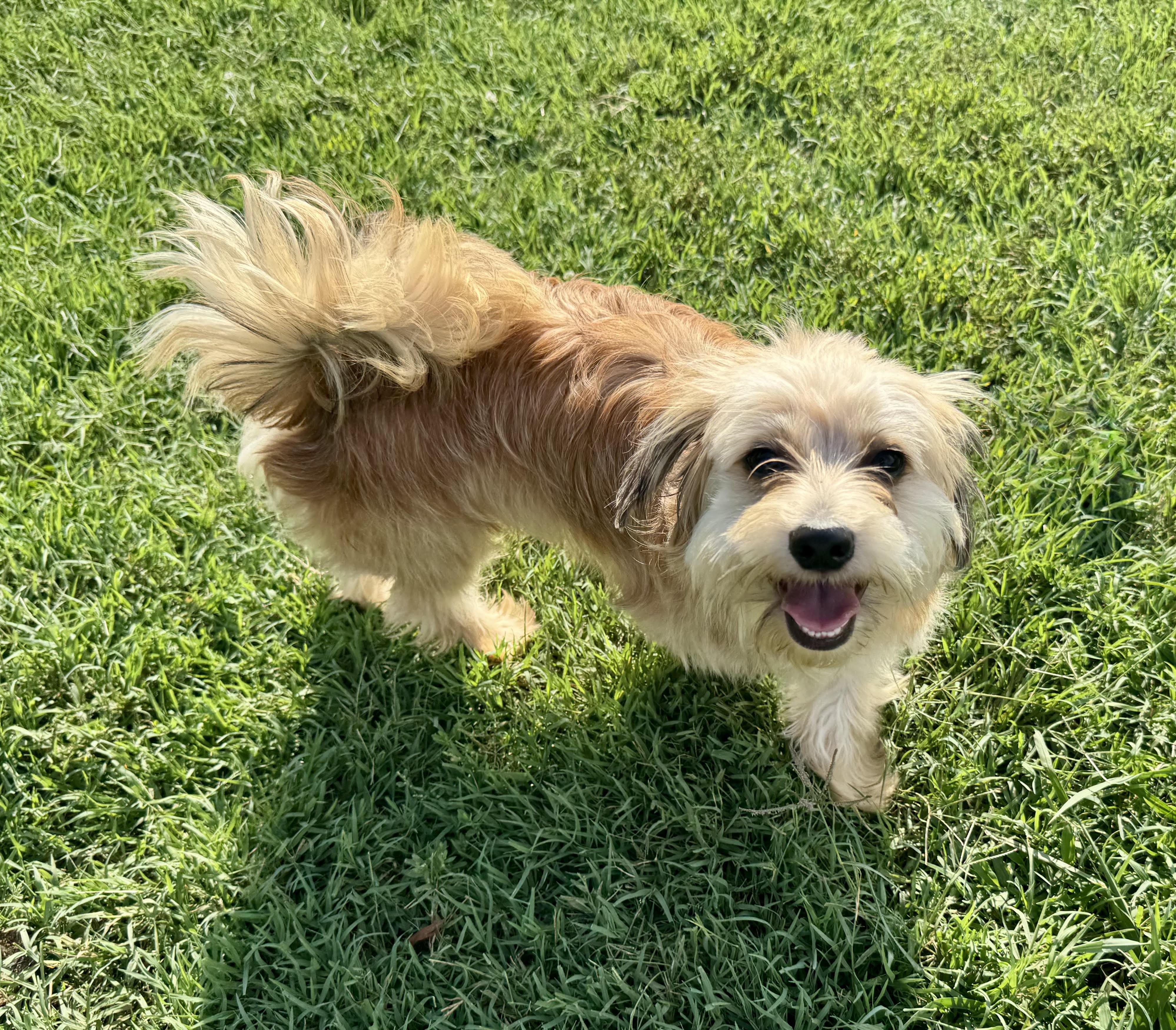Toby, adopted, Young Male Maltese.