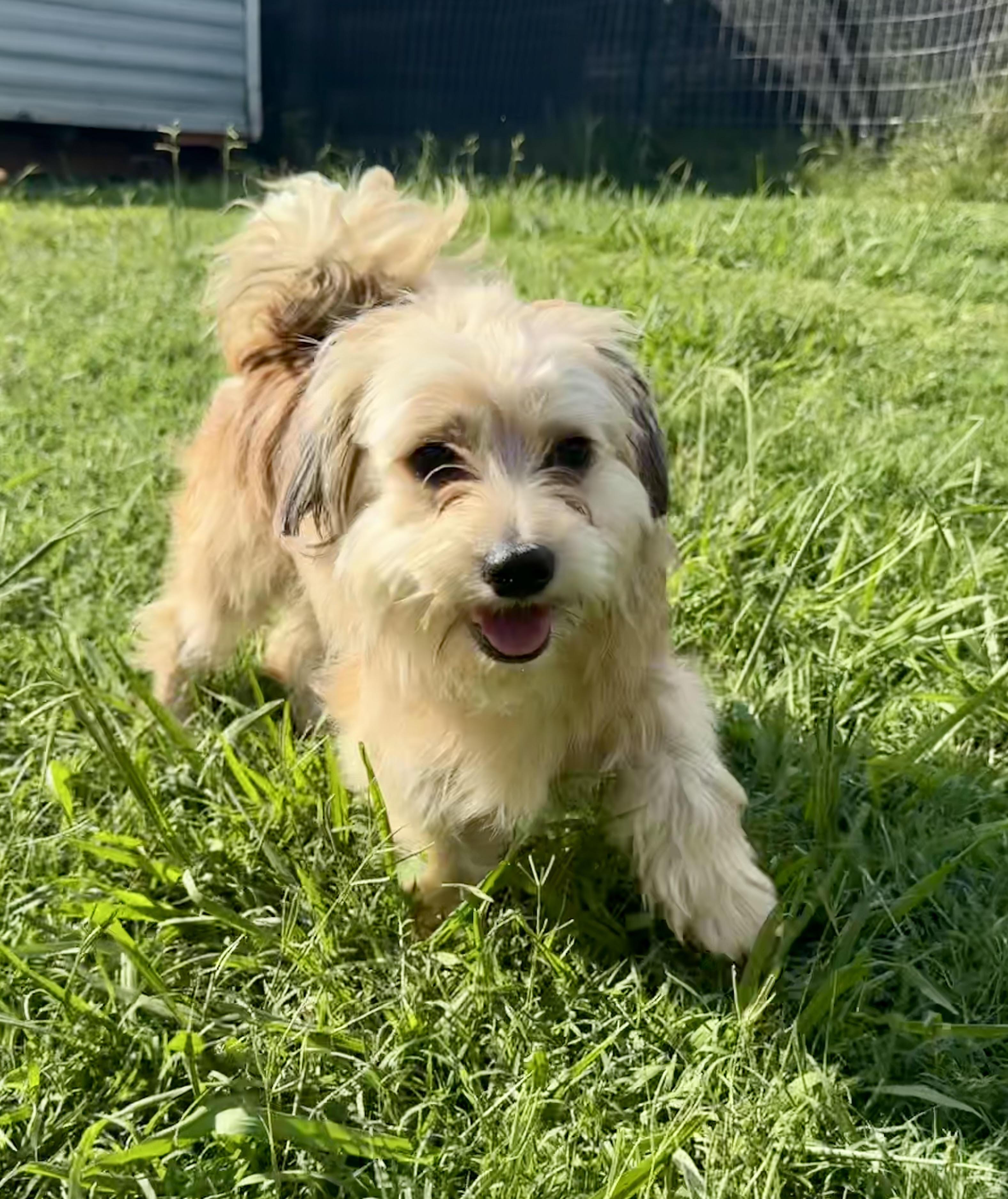 Enlarge Toby, an adopted mixed breed in Maiden, NC image 2/4