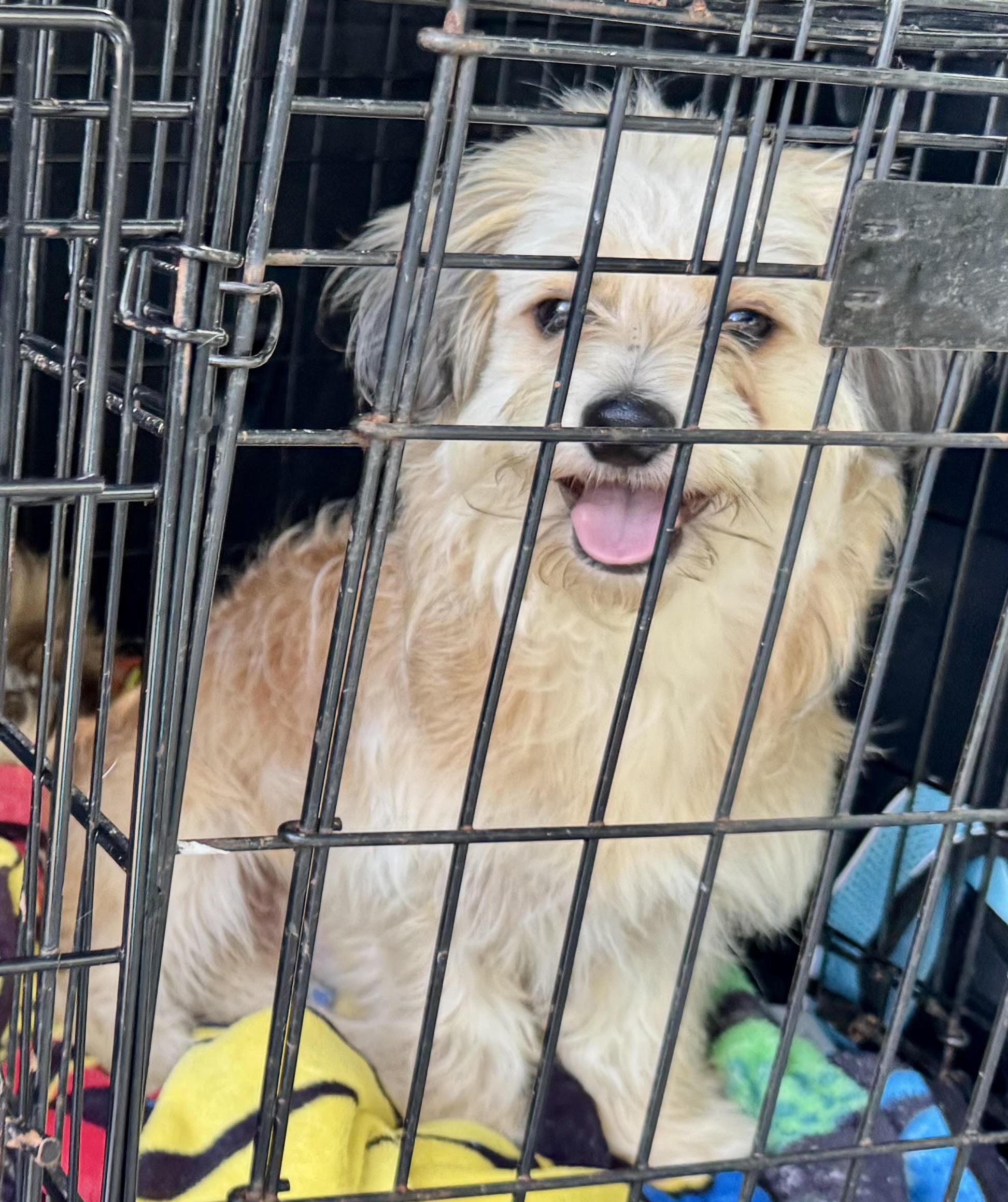 Enlarge Toby, an adopted mixed breed in Maiden, NC image 4/4