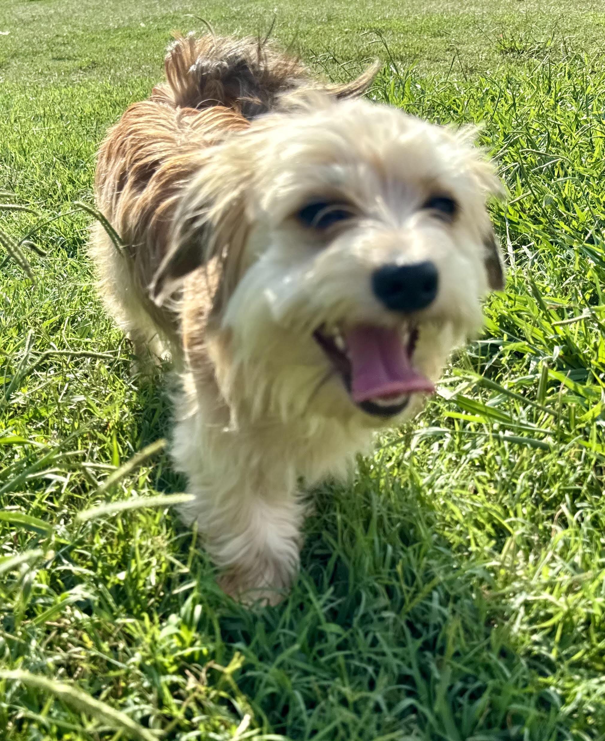 Enlarge Toby, an adopted mixed breed in Maiden, NC image 3/4