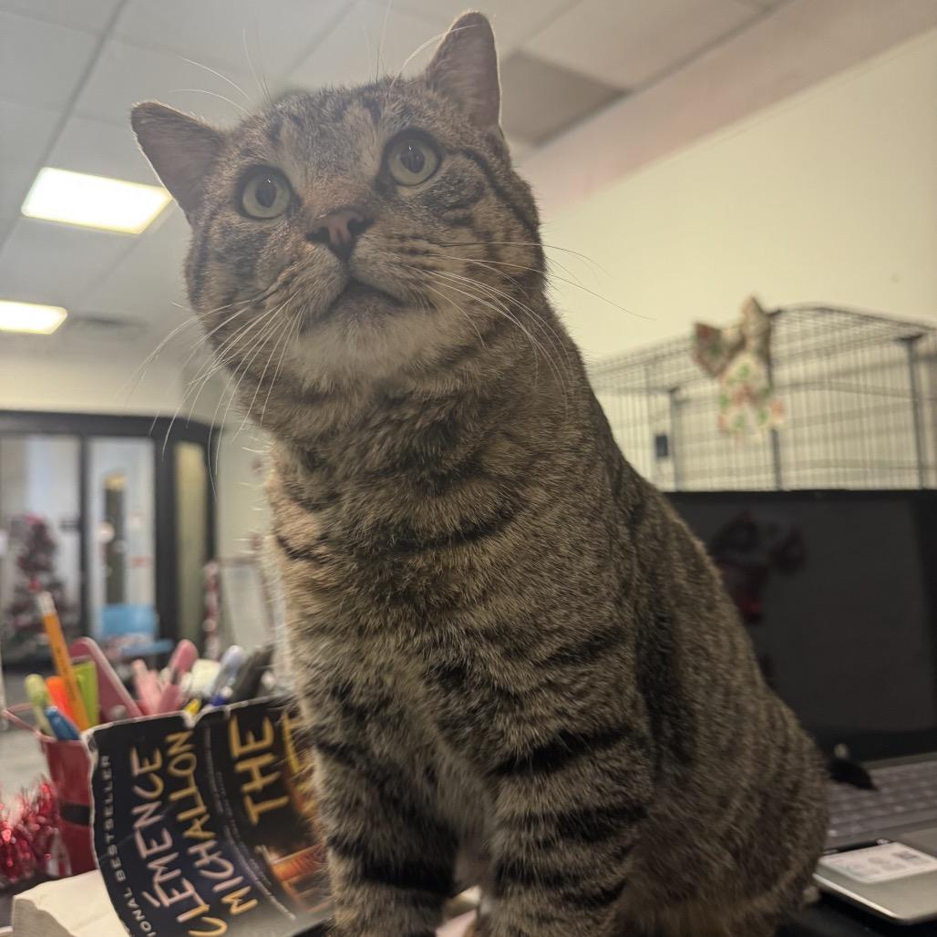 Enlarge Tekashi, a Adoptable Domestic Short Hair in Hamburg, NY image 1/1