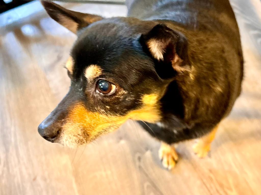 Tessa, Adoptable, Adult Female Chihuahua.