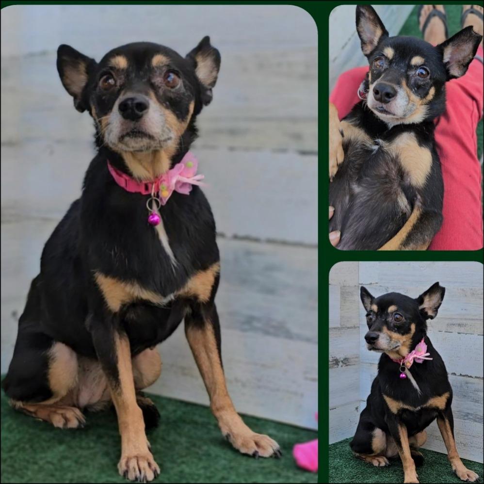 Tessa, a Adoptable Chihuahua in Thompson Falls, MT image 2/2