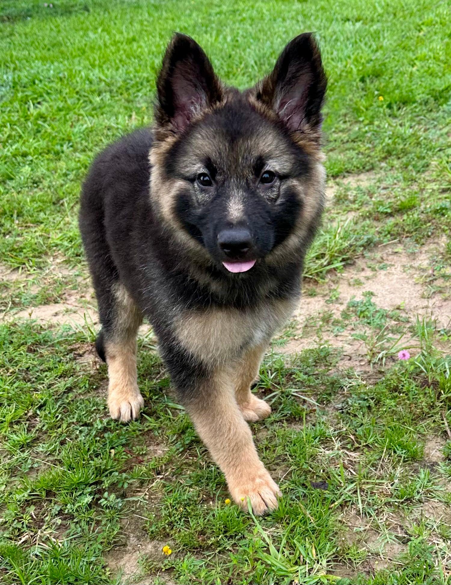 Enlarge Thelma, a Adopted German Shepherd Dog in Glocester, RI image 4/6