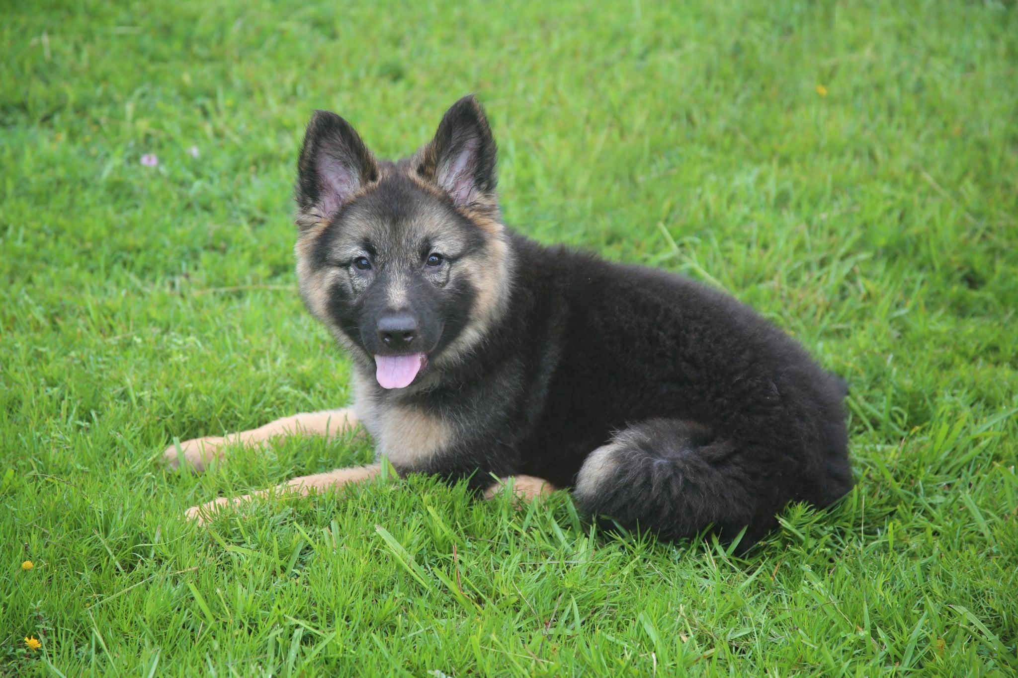 Enlarge Thelma, a Adopted German Shepherd Dog in Glocester, RI image 3/6